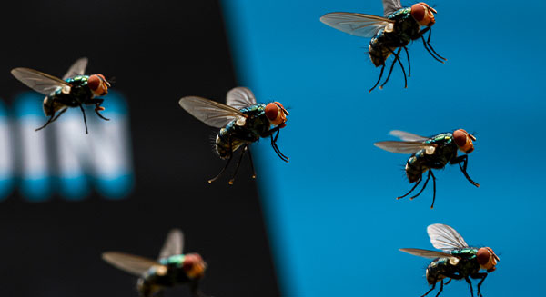 Flies