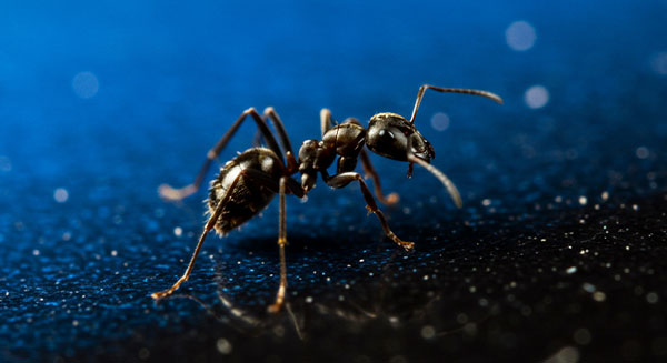 Ants