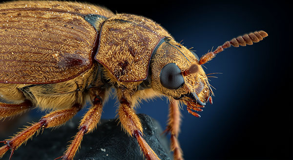 Carpet Beetle