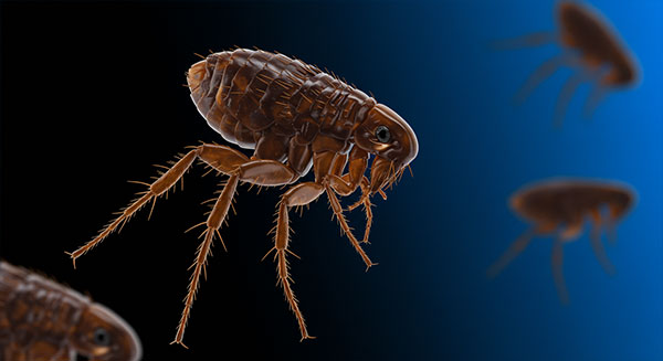 fleas
